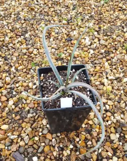 Yucca banane 'Ssp baccata' (Yucca baccata) — jeune plant élancé en pot noir carré · Pot 3L Touffe