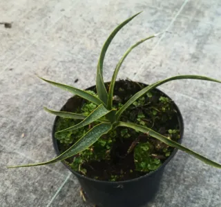 Yucca ondulé (Yucca rupicola) — jeune plant à longues feuilles étroites en pot · Pot 2.5L