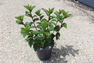 Pot 5L