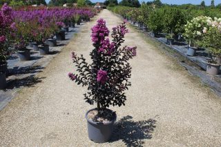 Pot 15L