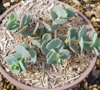Sedum (Sedum sieboldii) — jeune plante succulente en pot de culture · Pot 2.5L Touffe