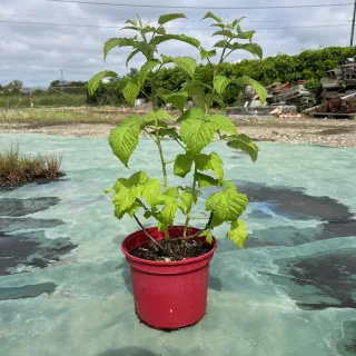Pot 4L
