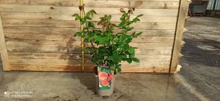 Pot 5L