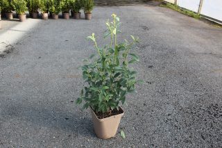 Pot 5L hauteur moyenne 40/60 cm (hors pot)