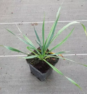 Yucca 'French flag' (Yucca filamentosa) — jeune plant vert étalé en pot plastique · Pot 1.5L