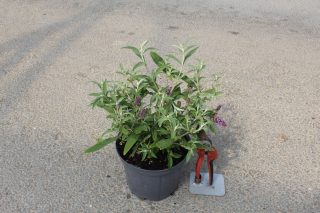 Pot 3L