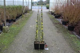 Jasmin d'hiver (Jasminum nudiflorum) — deux jeunes plantes grimpantes fleuries dans une allée · Pot 3L
