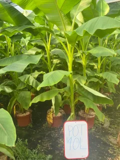 Pot 10L