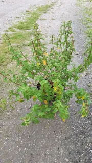 Ciste des corbières (Cistus corbariensis) — arbuste feuillu en pot noir sur sol graveleux · Pot 3L