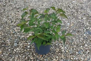 Arbre aux faisans 'Purple rain' (Leycesteria formosa) — jeune arbuste feuillu en pot plastique noir · Pot 3L