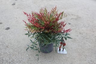 Pot 3L