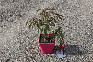 Pot 2,5L