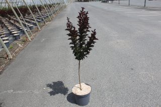 Pot 7.5L MTI