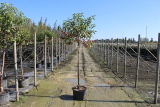 Pot 20L formé en ½ tige sur une tige de 150 à 200 cm, avec une force de 8 à 10 cm, pour une hauteur totale de 250 à 300 cm (hors pot)