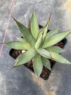 Pot 1L Hauteur 5-8 cm (hors pot)