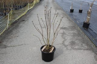 Pot 15L hauteur moyenne 100/125 cm (hors pot)