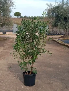 Pittospore du Japon (Pittosporum tobira) — arbuste vert en pot devant pépinière extérieure · Pot 30L