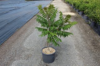 Pot 15L