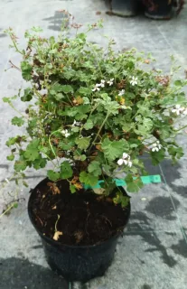 Géranium au parfum de pin-muscade (Pelargonium fragrans) — plante compacte en pot noir, petites fleurs blanches · Pot 3L