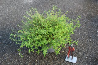 Pot 3L