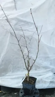 Noisetier 'Longue d'espagne' (Corylus avellana) — jeune arbuste caduc sans feuilles en pot · Pot 2.5L