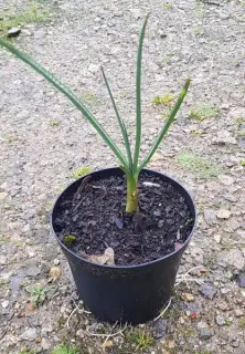 Ail d'ornement 'Ampeloprasum' (Allium ampeloprasum) — jeune plant dressé dans un pot noir · Pot 1.5L