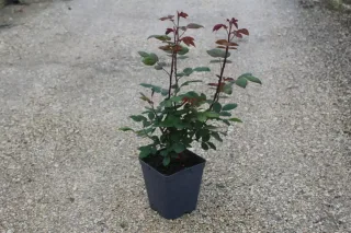 Pot 5L