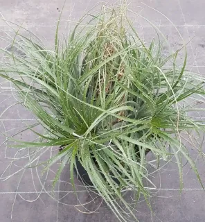 Puya violet 'Violacea' (Puya coerula) — touffe de feuilles étroites et arquées en pot · Pot 8L