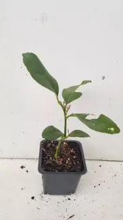 Citronnier 4 saisons (Citrus limon) — jeune plant vert en pot plastique noir · Godet