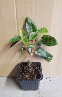 Baie de maqui (Aristotelia chilensis) — jeune plant feuillu en petit pot plastique · Godet