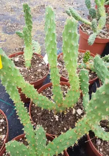 Oponce fragile (Opuntia fragilis) — jeune cactus segmenté en pot de pépinière · Pot 2.5L