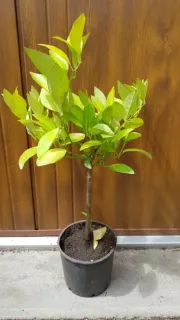 Oranger 'Sanguine' (Citrus sinensis) — jeune arbuste au feuillage vert en pot · Pot 1.5L Tige