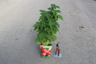 Pot 2L hauteur moyenne 20/40 cm (hors pot)