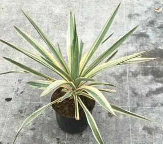 Yucca 'Variegata' (Yucca gloriosa) — feuillage dressé vert marginé de crème en pot · Pot 2.5L