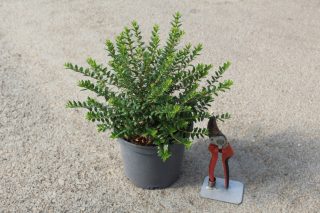 Pot 3L hauteur moyenne 20/30 cm (hors pot)