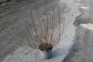Pot 7.5L hauteur moyenne 80/100 cm (hors pot)