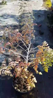 Ronce du tibet 'Silver fern' (Rubus thibetanus) — jeune arbuste caduc en pot de pépinière · Pot 3L Touffe