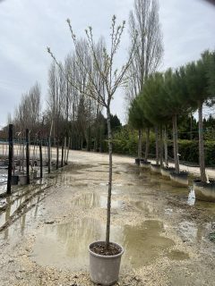 Pot 15L Formé en demi-tige (tige 130 cm) – Hauteur 175/200 cm (hors pot)