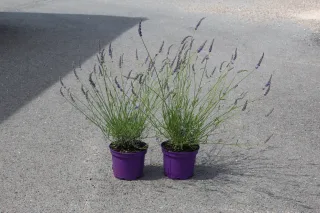 Pot 3L