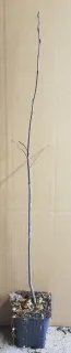 Amélanchier nain (Amelanchier spicata) — jeune tige nue dressée sur fond beige · Godet