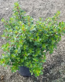 Escallonia 'Red dream' — arbuste dense vert en pot plastique noir · Pot 3L Touffe