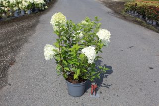 Pot 5L