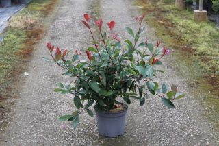Pot 7.5L hauteur moyenne 60/80 cm (hors pot)