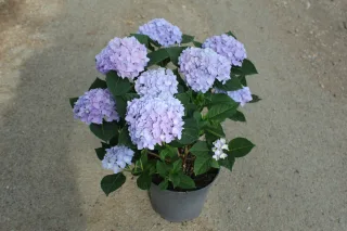 Pot 5L