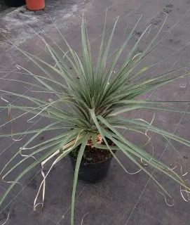 Puya jaune (Puya yakespala) — jeune plante graphique en pot de pépinière · Pot 8L