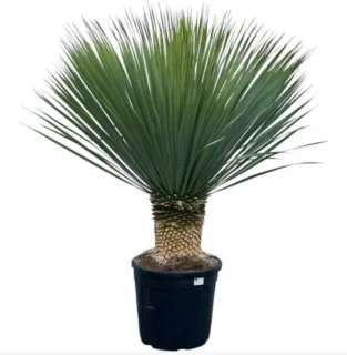 Yucca Rostrata — plante graphique au tronc épais en pot noir · Pot 20L