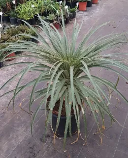 Broméliacée du chili (Puya chilensis) — grand plant exotique en rosette dans un pot · Pot 25L
