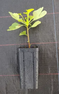 Arbre aux quarante écus (Ginkgo biloba) — jeune plant feuillu dans pot noir allongé · Godet