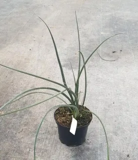 Yucca rouge 'Rubra' (Hesperaloe parviflora) — jeune plant aux longues feuilles arquées en pot · Pot 2.5L