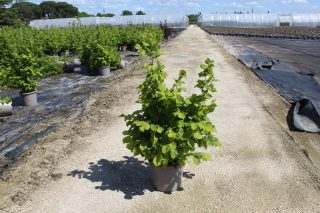 Pot 15L Hauteur 100/125 cm (hors pot)